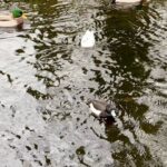 James May Instagram - A duck, yesterday.