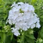 James May Instagram - Some garden nonsense.