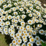 James May Instagram - Our flowers plus some general villagey bollox from a walk.