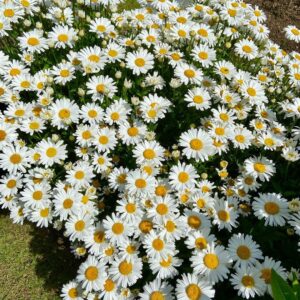 James May Instagram - Our flowers plus some general villagey bollox from a walk.