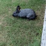 James May Instagram - He’s back! #BunBun