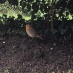 James May Instagram - Our robin. Sorry about the wobble. It’s the drink.