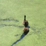 James May Instagram – Badly zoomed-in canal scene with speed of birds.