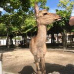 James May Instagram – Miyajima ‘residential deer’ eyes up elbow of unsuspecting British tourist.