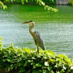 James May Instagram - Peace heron.