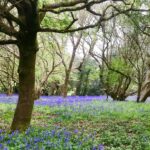 James May Instagram - Blubs in ye woode.