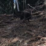 James May Instagram - Japanese serow. Got quite close.