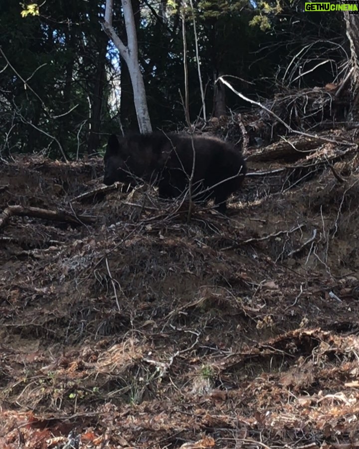 James May Instagram - Japanese serow. Got quite close.