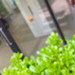 James May Instagram - An spider, this morning.