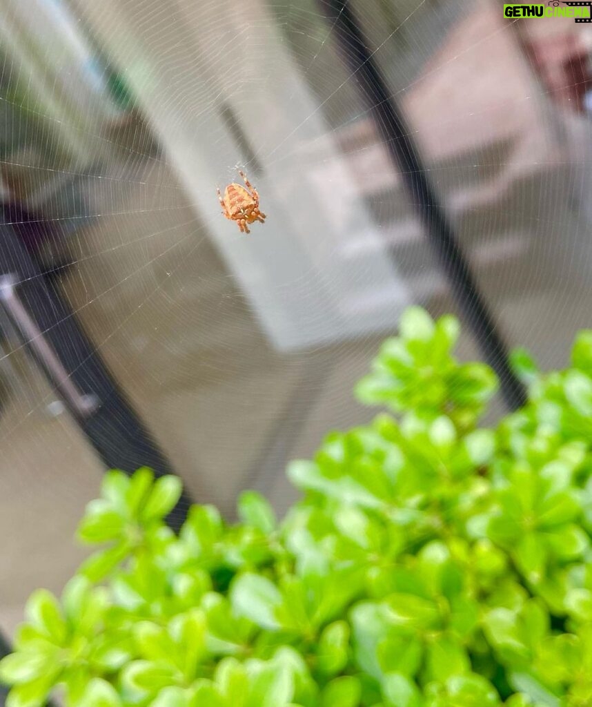 James May Instagram - An spider, this morning.