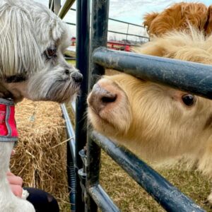 James Murray Instagram - Meet the newest member of the Murray Family, GIZMO the Mini Highland Cow! Huge thanks to Deer Run Farm for taking good care of her for us.

 Check them out here: www.DeerRunHayCo.com and Merry Christmas, all!