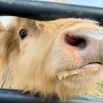 James Murray Instagram – Gizmo updates! Our bestest Mini Highland Cow is doing great, with the help of our good friends at Deer Run Hay Company. Penny and Gizmo are basically best friends at this point.

Check out the farm at www.DeerRunHayCo.com