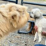 James Murray Instagram – Gizmo updates! Our bestest Mini Highland Cow is doing great, with the help of our good friends at Deer Run Hay Company. Penny and Gizmo are basically best friends at this point.

Check out the farm at www.DeerRunHayCo.com