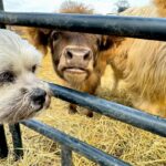James Murray Instagram – Gizmo updates! Our bestest Mini Highland Cow is doing great, with the help of our good friends at Deer Run Hay Company. Penny and Gizmo are basically best friends at this point.

Check out the farm at www.DeerRunHayCo.com