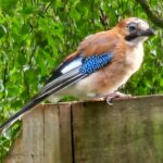 James Phelps Instagram - This Jay is a regular in my garden (and slightly obsessed when I water my raspberry patch) Anyway I've decided 'Jay' needs a better name... any ideas?? #jay #birdwatching #nature 🐦