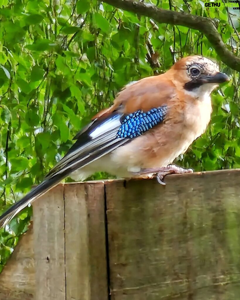 James Phelps Instagram - This Jay is a regular in my garden (and slightly obsessed when I water my raspberry patch) Anyway I've decided 'Jay' needs a better name... any ideas?? #jay #birdwatching #nature 🐦