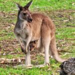 James Phelps Instagram - When you're playing so good the local Mum brings her baby to see.... #kangaroo #joey #yesonthegolfcourse #wa #golf #travel 🦘🇦🇺 Thanks Jeff, Howard and everyone at @lakekarrinyupcountryclub for a warm welcome Lake Karrinyup Country Club