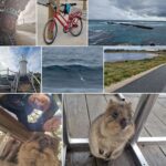 James Phelps Instagram - Took a bike 40k (in a lot of rain) around Rottness Island. Home of the Quokkas, dolphins riding waves, great cycling roads & seals out to sea. A beautiful place I wish I could have stayed longer. #rottnestisland #quokka #dolphins #cycling #soaked #travel #hashtagforthesakeofit Rottnest Island