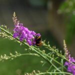 James Phelps Instagram - 🚨Gardener Nerd Alert🚨 A few months ago I planted some seeds in aim to get more bees in the garden. Very happy to say its worked! Bees are on the decline everywhere in the world so every little helps 😎🐝🍯