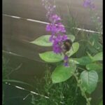 James Phelps Instagram - 🚨Gardener Nerd Alert🚨 A few months ago I planted some seeds in aim to get more bees in the garden. Very happy to say its worked! Bees are on the decline everywhere in the world so every little helps 😎🐝🍯