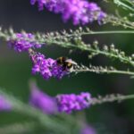 James Phelps Instagram - 🚨Gardener Nerd Alert🚨 A few months ago I planted some seeds in aim to get more bees in the garden. Very happy to say its worked! Bees are on the decline everywhere in the world so every little helps 😎🐝🍯