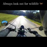 James Phelps Instagram – I was out on the bike a few days ago and this chap was in the road. Thankfully I wasn’t going fast and saw him in the shadows. No revs near him and we were both safe and happy. 
By complete coincidence this song was playing at the same time! 
#scrambler900 #triumph #bike #ridealong #horse #watchforwildlife #defleppard #animal #slowforhorses 🏍🐴😁
