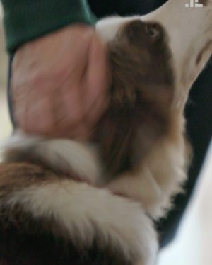Jamie Oliver Instagram - I heard it’s national love your pet day today so have to shout out my little dude Conker. Love him and what a great addition to our weird and wonderful family xxx