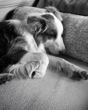 Jamie Oliver Instagram - I heard it’s national love your pet day today so have to shout out my little dude Conker. Love him and what a great addition to our weird and wonderful family xxx