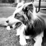 Jamie Oliver Instagram - I heard it’s national love your pet day today so have to shout out my little dude Conker. Love him and what a great addition to our weird and wonderful family xxx