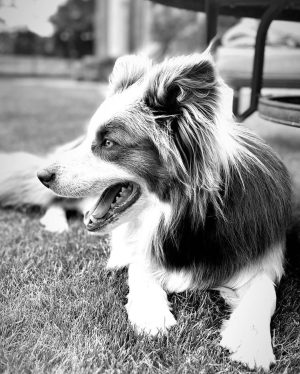 Jamie Oliver Instagram - I heard it’s national love your pet day today so have to shout out my little dude Conker. Love him and what a great addition to our weird and wonderful family xxx
