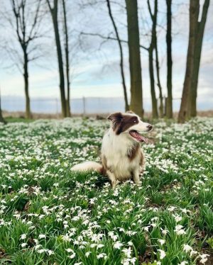 Jamie Oliver Instagram - I heard it’s national love your pet day today so have to shout out my little dude Conker. Love him and what a great addition to our weird and wonderful family xxx