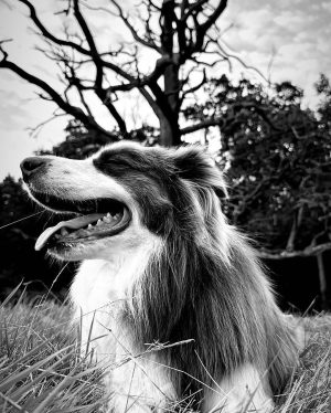 Jamie Oliver Instagram - I heard it’s national love your pet day today so have to shout out my little dude Conker. Love him and what a great addition to our weird and wonderful family xxx
