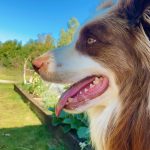Jamie Oliver Instagram - I heard it’s national love your pet day today so have to shout out my little dude Conker. Love him and what a great addition to our weird and wonderful family xxx