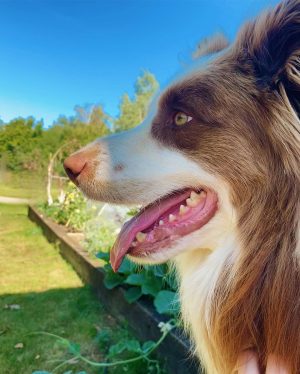 Jamie Oliver Instagram - I heard it’s national love your pet day today so have to shout out my little dude Conker. Love him and what a great addition to our weird and wonderful family xxx