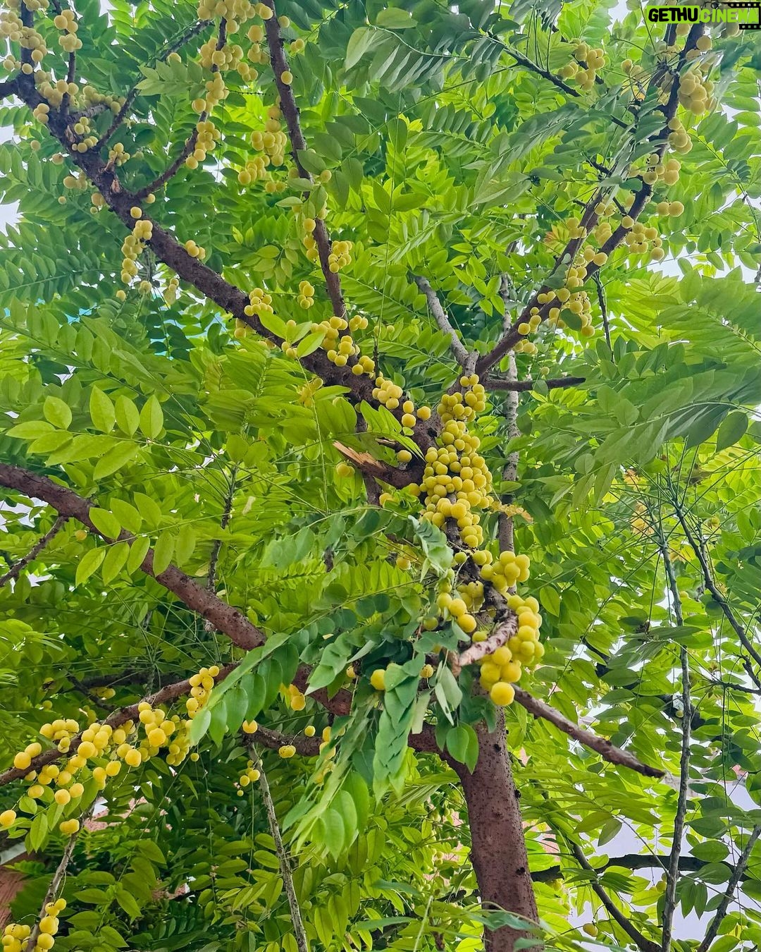 Janani Ashok Kumar Instagram - In the end, only three things matter: how much you loved, how gently you lived, and how gracefully you let go of things not meant for you. - Buddha Coimbatore, Tamil Nadu