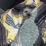 Janel Parrish Instagram - Lately: The Dog Parent Edition. Bonus points if you can tell me what show I’m watching in slide 10