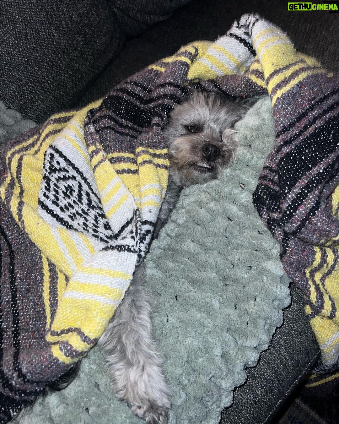 Janel Parrish Instagram - Lately: The Dog Parent Edition. Bonus points if you can tell me what show I’m watching in slide 10