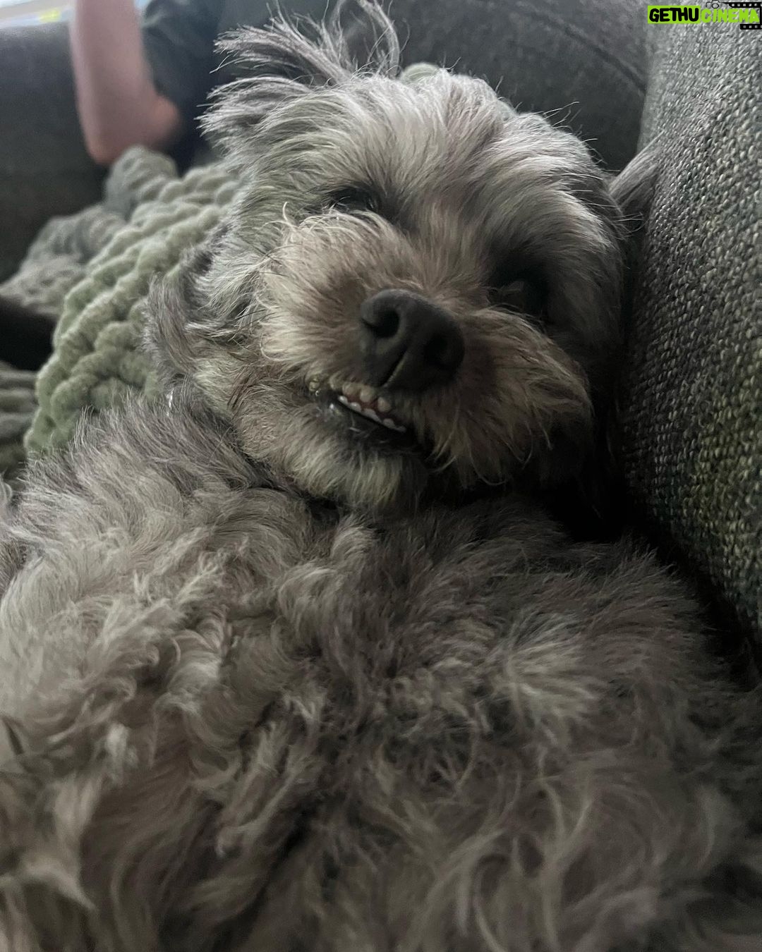 Janel Parrish Instagram - Lately: The Dog Parent Edition. Bonus points if you can tell me what show I’m watching in slide 10