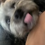 Janel Parrish Instagram - Lately: The Dog Parent Edition. Bonus points if you can tell me what show I’m watching in slide 10