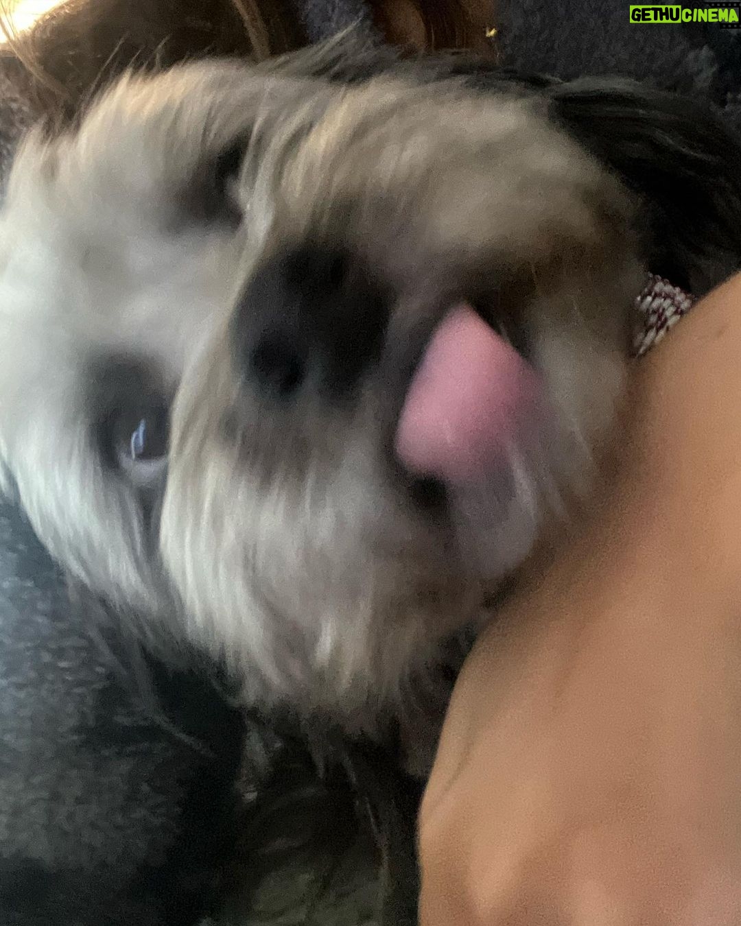 Janel Parrish Instagram - Lately: The Dog Parent Edition. Bonus points if you can tell me what show I’m watching in slide 10