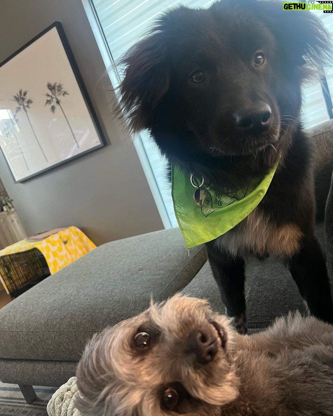 Janel Parrish Instagram - Lately: The Dog Parent Edition. Bonus points if you can tell me what show I’m watching in slide 10