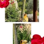 Janet Jackson Instagram - We rounded out our summer vacation at the breathtaking @Tenuta_Negroamaro in Puglia, Italy. The hotel grounds are so peaceful & relaxing and it’s such a blessing to be able to spend quality time with my baby 🥰 (Swipe for more) 📷: me 🫣