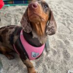 Jannine Parawie Weigel Instagram – หมา 4 ตัวมองหน้ากัน🐶 Bangsaen | บางแสน