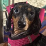 Jannine Parawie Weigel Instagram – หมา 4 ตัวมองหน้ากัน🐶 Bangsaen | บางแสน