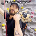 Jared Leto Instagram - Everyone always asks how these celeb collabs happen. Well, here’s the story on how Maxine ended up going rock climbing with @jaredleto #jaredleto #rockclimbing #dogbackpack #corgination #corgi