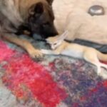 Jared Padalecki Instagram - This brought me joy, so I felt like I should share it. We all need a little love and positivity right now, and this helped me understand that we can sometimes find it in the most unlikely of places. Home is where you make it. Thank you jessy_gabriel_ and dogworx_academy_ for the training to make my awesome friend even more awesome. 🙏 #koda #FennecFox #Can’tWeAllJustGetAlong