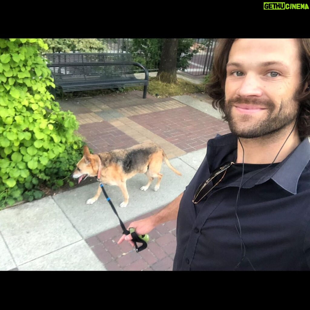 Jared Padalecki Instagram - One year ago today, i bid my final farewell to my girl, Sadie. I rescued her in June of 2003, between scenes on Gilmore Girls, and we were partners and teammates for 15+ years. I think about her often. I miss her, and I’ll always cherish the times we shared. I sometimes feel selfish, thinking about how much joy she gave me. I hope i made her feel the same. If i was able to give her even just 1% of the happiness she gave me, then she’s still smiling... somewhere... Play In Peace Sadie. My life is better because you were in it.