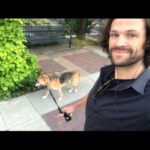 Jared Padalecki Instagram – One year ago today, i bid my final farewell to my girl, Sadie. I rescued her in June of 2003, between scenes on Gilmore Girls, and we were partners and teammates for 15+ years. I think about her often. I miss her, and I’ll always cherish the times we shared. I sometimes feel selfish, thinking about how much joy she gave me. I hope i made her feel the same. If i was able to give her even just 1% of the happiness she gave me, then she’s still smiling… somewhere…
Play In Peace Sadie. 
My life is better because you were in it.