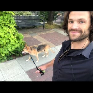 Jared Padalecki Instagram - One year ago today, i bid my final farewell to my girl, Sadie. I rescued her in June of 2003, between scenes on Gilmore Girls, and we were partners and teammates for 15+ years. I think about her often. I miss her, and I’ll always cherish the times we shared. I sometimes feel selfish, thinking about how much joy she gave me. I hope i made her feel the same. If i was able to give her even just 1% of the happiness she gave me, then she’s still smiling... somewhere...
Play In Peace Sadie. 
My life is better because you were in it.
