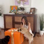Jasmine Curtis-Smith Instagram - Unboxing our @petcholaph package! 🐾 We are a bit late in getting around to opening this, hence the balloons not floating the way they were intended to! But clearly, #wafflebb was still VERY excited 😆 thanks team Petchola and @nicobolzico 🐶 To pawrents out there, GRAIN FREE is the way to go! It’s good for energy levels, stronger immunity, better digestion and also gives off a healthier skin & coat 🧡 my pugs like to gulp down their food like there’s no next meal pa naman haha